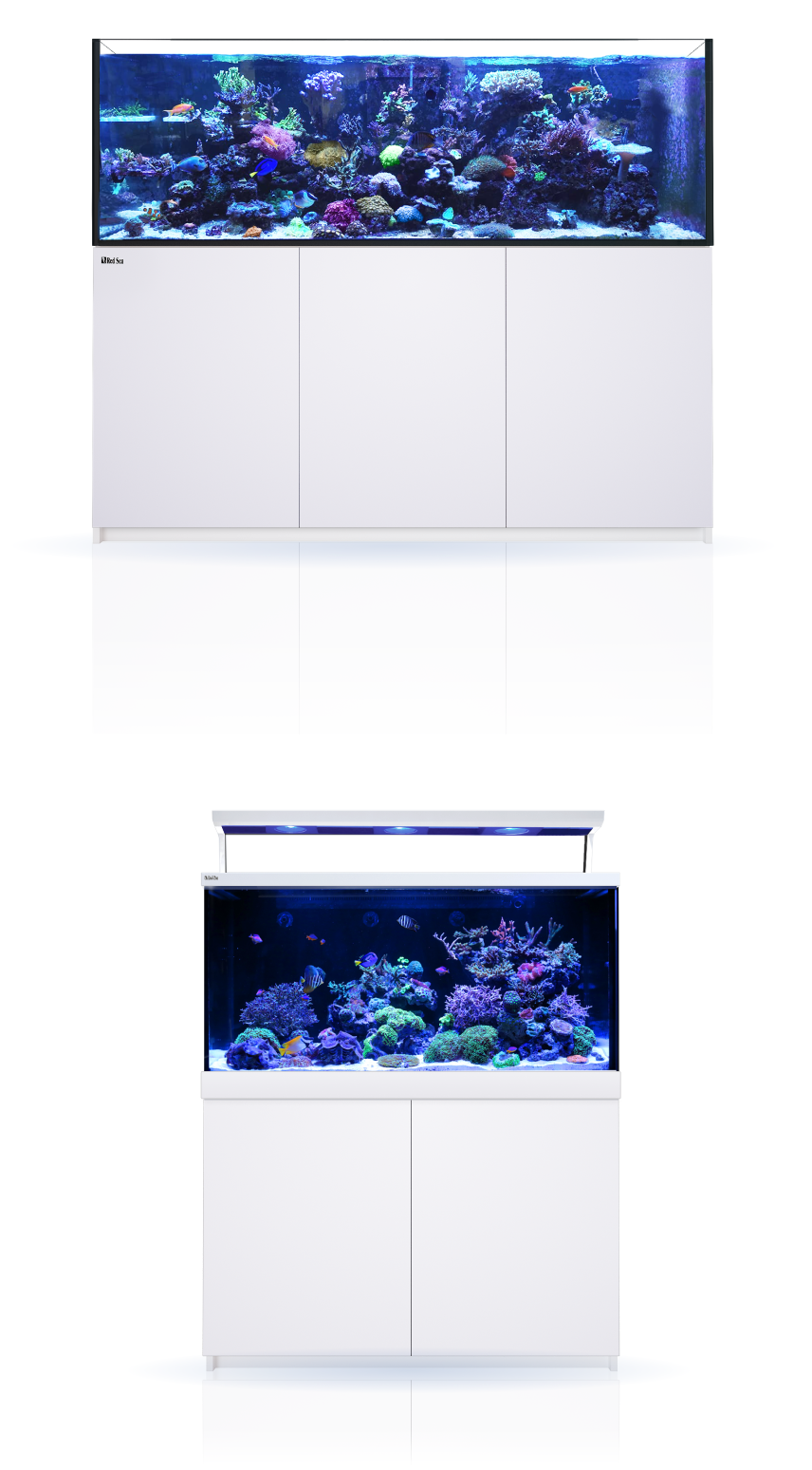 twaalf Uitbreiding Zij zijn Aquarium Systems - Red Sea Fish