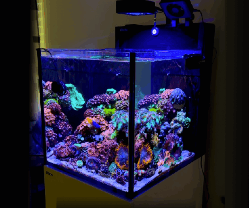Saylo Ozkok | MAX NANO G2 XL