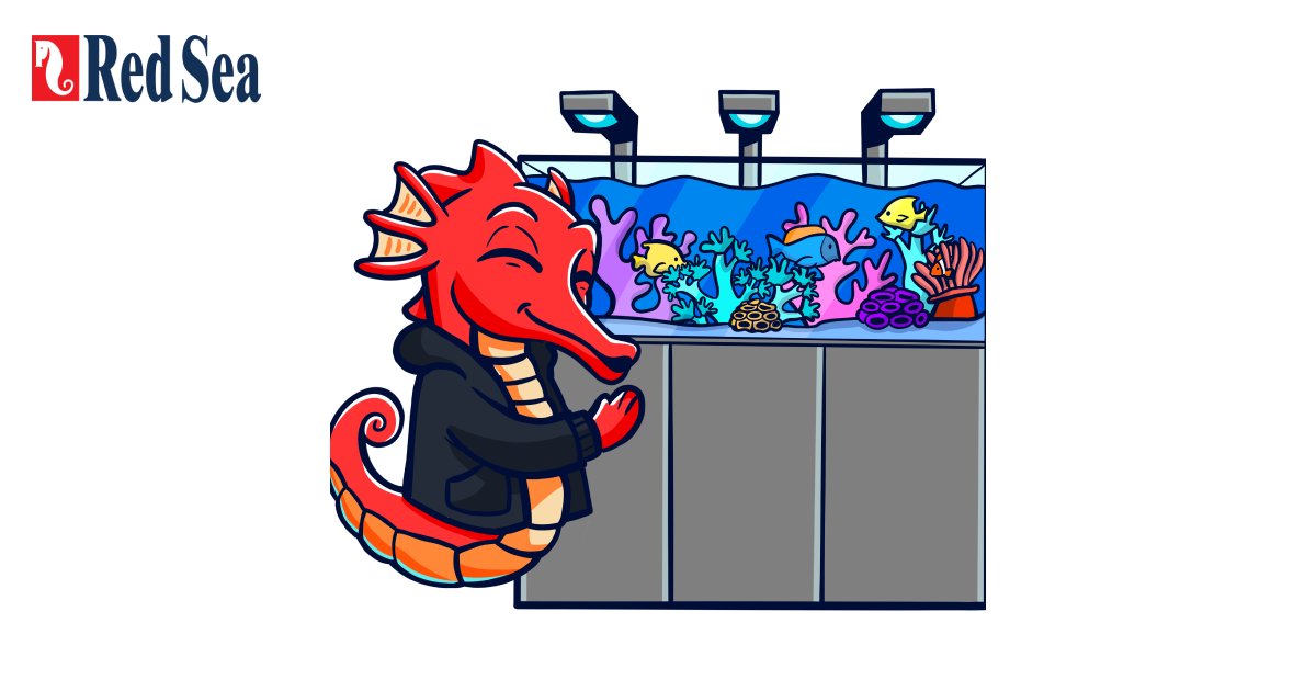 MyREEFERウィーザード - Red Sea Fish